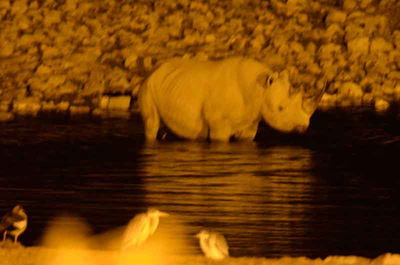 112 - Namibia - rinoceronte - imagen nocturna - Okaukuejo - parque nacional de Etosha